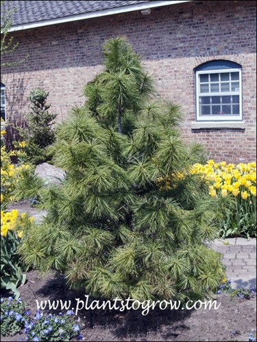 A very slow growing version of the parent plant.